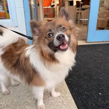 Ladie -  Pomeranian Dog for Adoption in Indianapolis, Indiana - Ladie | PetCurious