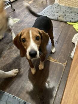 Beagle Dogs Available for Adoption - Jack Frost | PetCurious