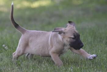 Harry -  Shepherd and Golden Retriever Dog for Adoption in Mechanicsburg, Pennsylvania - Harry | PetCurious