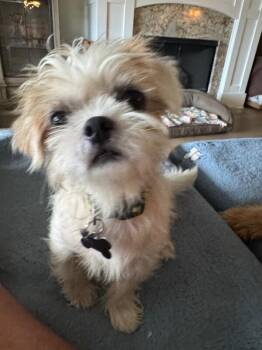Artie -  Shih Tzu and Mixed Breed Dog for Adoption in Aiken, South Carolina - Artie | PetCurious