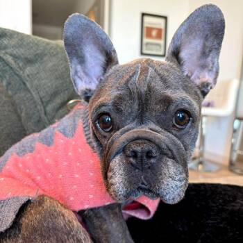 French Bulldog Dogs Available for Adoption in Tampa, Florida - Juniper | PetCurious