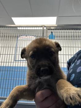 Shepherd Dogs Available for Adoption - Kinder (Kx4) | PetCurious