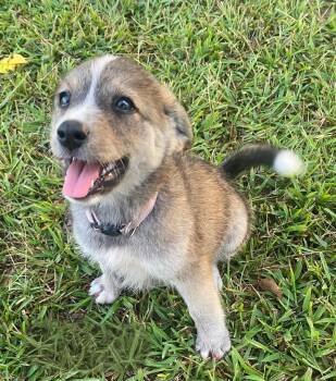Stella -  Pomsky Dog for Adoption in Glocester, Rhode Island - Stella | PetCurious
