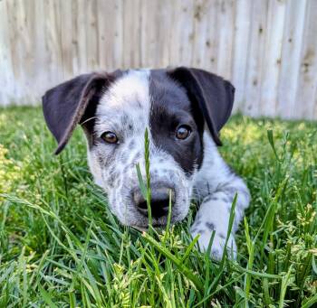 Duke Cash -  Border Collie Dog for Adoption in Salt Lake City, Utah - Duke Cash | PetCurious