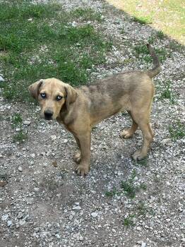 Bluey -  Hound and Catahoula Leopard Dog Dog for Adoption in Cleveland, Oklahoma - Bluey | PetCurious
