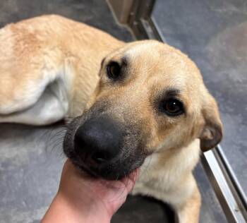Heidi -  Shepherd Dog Available for Adoption in Midland, Texas - Heidi | PetCurious