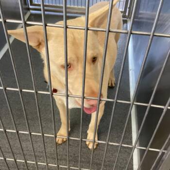 Shepherd Dogs Available for Adoption in Montgomery, Alabama - Bo | PetCurious