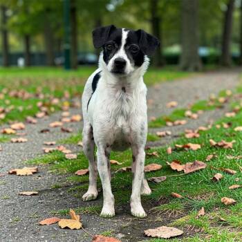 Jack Russell Terrier Dogs Available for Adoption in Kenedy, Texas - June | PetCurious
