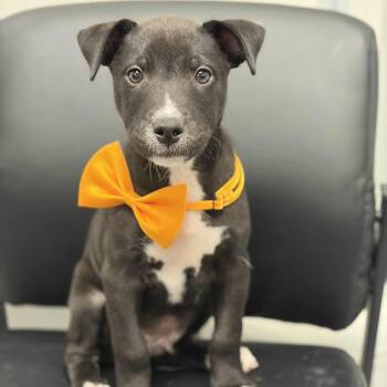 Rescue Pit Bull Terrier Dogs for Adoption in Concord, North Carolina - Jasper | PetCurious