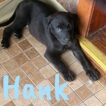 Pit Bull Terrier Dogs Available for Adoption in Wilmington, Illinois - Hank | PetCurious