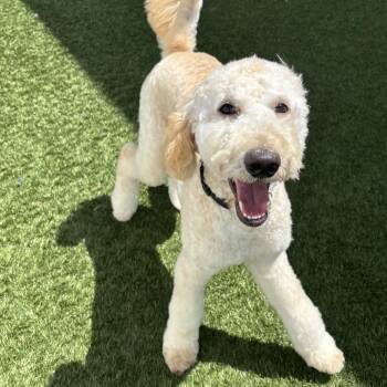 Candi -  Goldendoodle Dog for Adoption in Houston, Texas - Candi | PetCurious