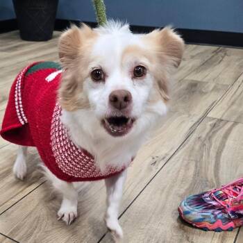 JC -  Mixed Breed Dog for Adoption in Newark, New Jersey - JC | PetCurious