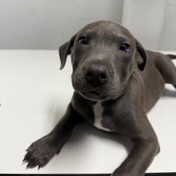 Beluga -  Terrier Dog for Adoption in Wahiawa, Hawaii - Beluga | PetCurious