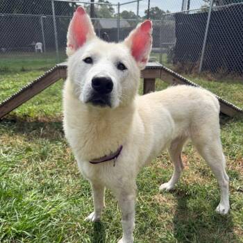 Cromwell -  White German Shepherd Dog for Adoption in Klein, Texas - Cromwell | PetCurious