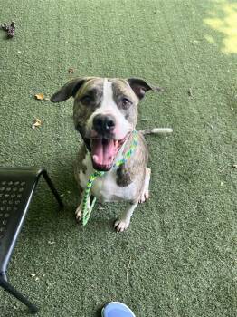 Mixed Breed Dogs Available for Adoption in Charlotte, North Carolina - JELLY | PetCurious