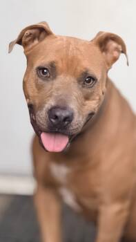 Molly Brown -  Pit Bull Terrier Dog for Adoption in Nahunta, Georgia - Molly Brown | PetCurious