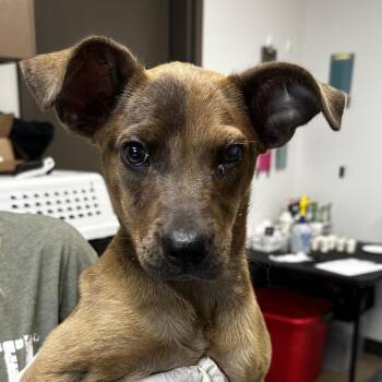 Catahoula Leopard Dog and Mixed Breed Dogs Available for Adoption in Cleveland, Mississippi - Button | PetCurious