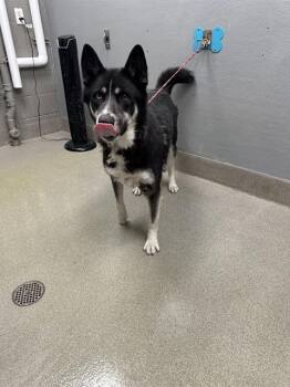 Rescue German Shepherd Dog and Mixed Breed Dogs for Adoption in Las Vegas, Nevada - SAUCEY | PetCurious