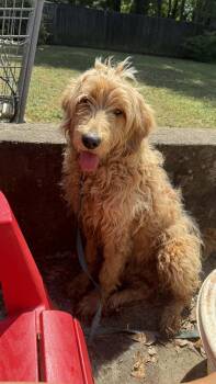 Goldendoodle and Golden Retriever Dogs Available for Adoption in Smyrna, Georgia - BO | PetCurious