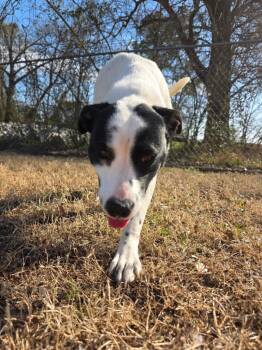 Mixed Breed Dogs Available for Adoption - Gabbi | PetCurious