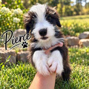 Pierce -  Spaniel Dog for Adoption in Brownstown, Indiana - Pierce | PetCurious