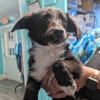 Jerry -  Border Collie Dog for Adoption in Jefferson City, Tennessee - Jerry | PetCurious