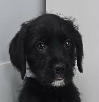 Labrador Retriever and Spaniel Dogs Available for Adoption - Ziggy Star | PetCurious