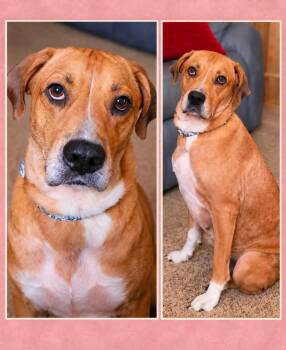 Justice -  Pit Bull Terrier Dog for Adoption in Shinnston, West Virginia - Justice | PetCurious