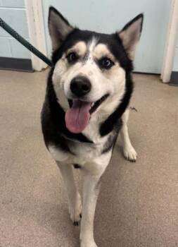 Siberian Husky and Mixed Breed Dogs Available for Adoption - Baby | PetCurious