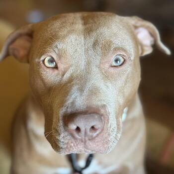 Maple -  Pit Bull Terrier Dog for Adoption in Waggaman, Louisiana - Maple | PetCurious