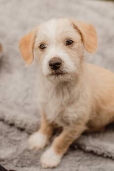 Terrier Dogs Available for Adoption in Mission Viejo, California - Bogey | PetCurious