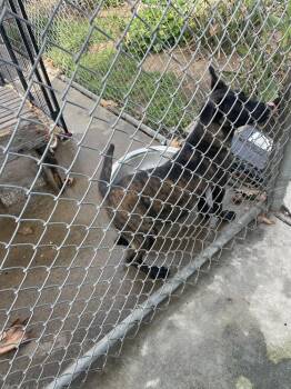 Belgian Shepherd Malinois and German Shepherd Dog Dogs Available for Adoption - Zoey | PetCurious