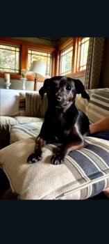 Sky -  Chihuahua and Terrier Dog for Adoption in Lewis Center, Ohio - Sky | PetCurious