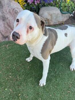 American Staffordshire Terrier and Mixed Breed Dogs Available for Adoption - A471088 | PetCurious