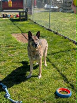 German Shepherd Dog Dogs Available for Adoption in Chambersburg, Pennsylvania - Gus | PetCurious