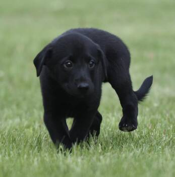 Labrador Retriever and Border Collie Dogs Available for Adoption in Mechanicsburg, Pennsylvania - SAMMY | PetCurious