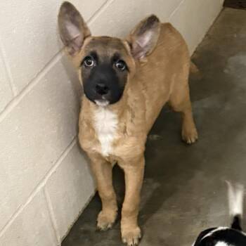 Mixed Breed Dogs Available for Adoption - Mishka | PetCurious