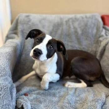 Hannah -  Pointer and Mixed Breed Dog for Adoption - Hannah | PetCurious