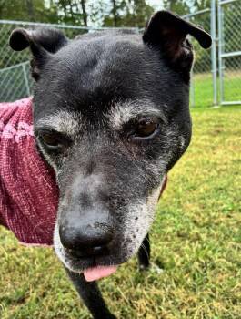 Nala -  Pit Bull Terrier and Black Labrador Retriever Dog for Adoption in Emporia, Virginia - Nala | PetCurious