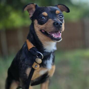 Ricky -  Chihuahua Dog for Adoption in Justin, Texas - Ricky | PetCurious