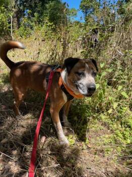 Australian Cattle Dog Blue Heeler and Labrador Retriever Dogs Available for Adoption in Salinas, California - Heinz | PetCurious