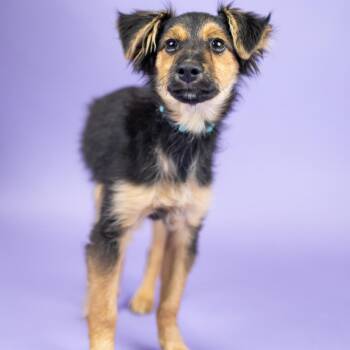 Indigo -  Mixed Breed Dog for Adoption in Portland, Oregon - Indigo | PetCurious