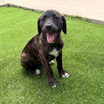Mixed Breed Dogs Available for Adoption in Buffalo, Minnesota - Rainey | PetCurious