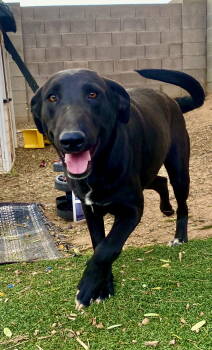 Rescue Black Labrador Retriever and Bull Terrier Dogs for Adoption in Phoenix, Arizona - Dot | PetCurious