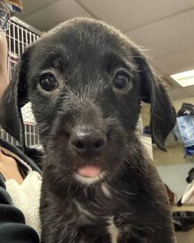 Labradoodle Dogs Available for Adoption - Do-Si-Do | PetCurious