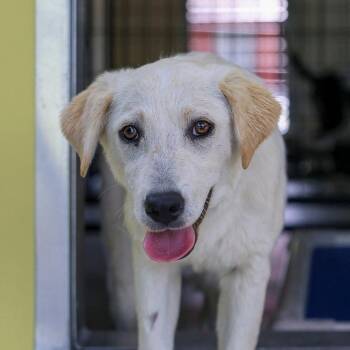 Retriever and Australian Cattle Dog Blue Heeler Dogs Available for Adoption in Bradenton, Florida - Charlotte | PetCurious
