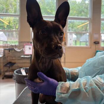 Marmalade -  Boston Terrier and Labrador Retriever Dog for Adoption in Huntington, West Virginia - Marmalade | PetCurious