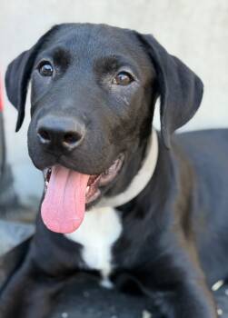 Rescue Labrador Retriever and Mastiff Dogs for Adoption in Los Angeles, California - Mr. Terrific | PetCurious