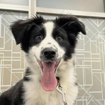 Australian Shepherd Dogs Available for Adoption in Shakopee, Minnesota - Minnie | PetCurious