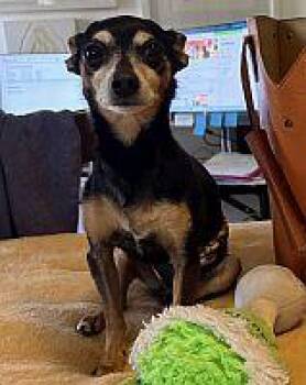 Rescue Miniature Pinscher and Chihuahua Dogs for Adoption in Pinellas Park, Florida - Papi Chulo | PetCurious